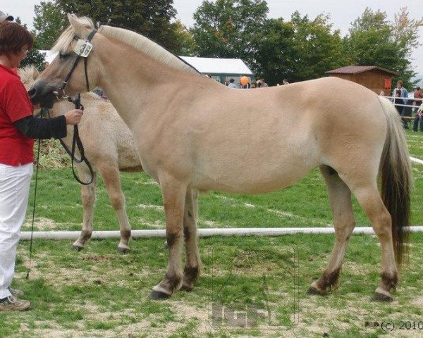 Zuchtstute Rika (Fjordpferd, 2005, von Joern)