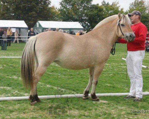 broodmare Rona (Fjord Horse, 1995, from Jesco)