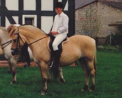 broodmare Rita (Fjord Horse, 1978, from Mirko)