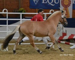 horse Kjeld (Fjord Horse, 2010, from Kjartan)