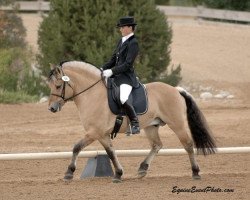 stallion Kjorna (Fjord Horse, 1998, from Kvest Halsnæs)