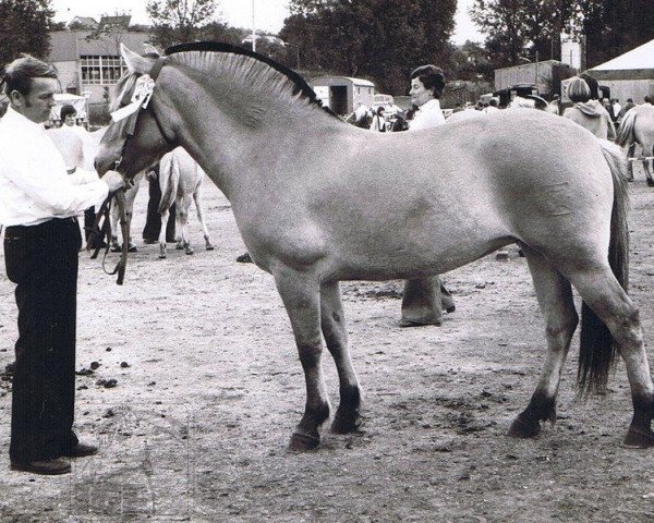 broodmare Gitte (Fjord Horse, 1971, from Hjalmar 36)