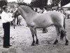 broodmare Gitte (Fjord Horse, 1971, from Hjalmar 36)