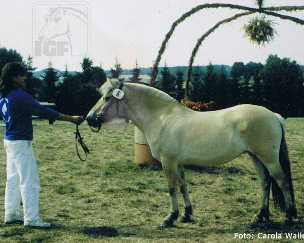 Zuchtstute Grethe (Fjordpferd, 1988, von Rei Romanow)