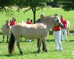 broodmare Gundis (Fjord Horse, 1997, from Kastanielystens Rasmus)