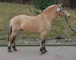 stallion Knut (Fjord Horse, 2007, from Kjartan)