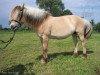 broodmare Julischka (Fjord Horse, 1996, from Rådar N.1989)