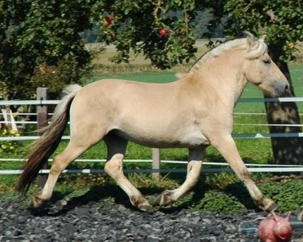 stallion Koljar (Fjord Horse, 2004, from Kolja Halsnæs)