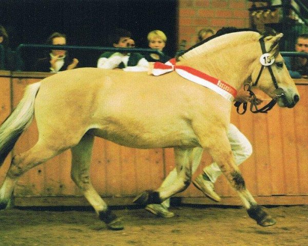stallion Kostja (Fjord Horse, 1996, from Kvest Halsnæs)