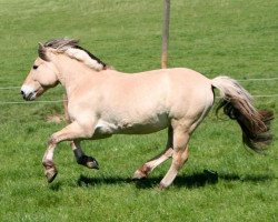 stallion Kostjan (Fjord Horse, 1997, from Kristian)