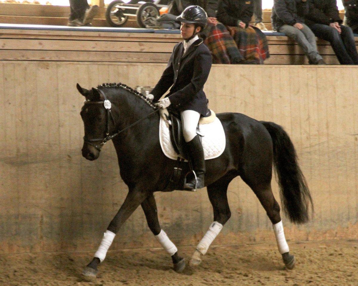 Deckhengst Primus (Deutsches Reitpony, 2008, von FS Pearcy Pearson)
