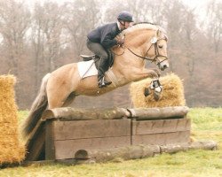 stallion Kristian (Fjord Horse, 1993, from Kolja Halsnæs)