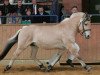 stallion Kveslo (Fjord Horse, 2002, from Kvest Halsnæs)