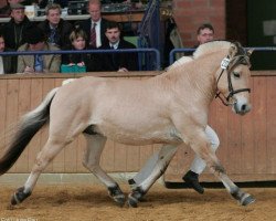 stallion Kveslo (Fjord Horse, 2002, from Kvest Halsnæs)