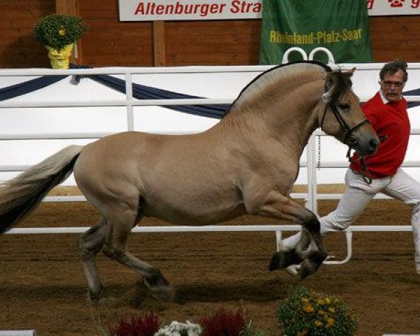 stallion Kvestano (Fjord Horse, 2003, from Kvest Halsnæs)