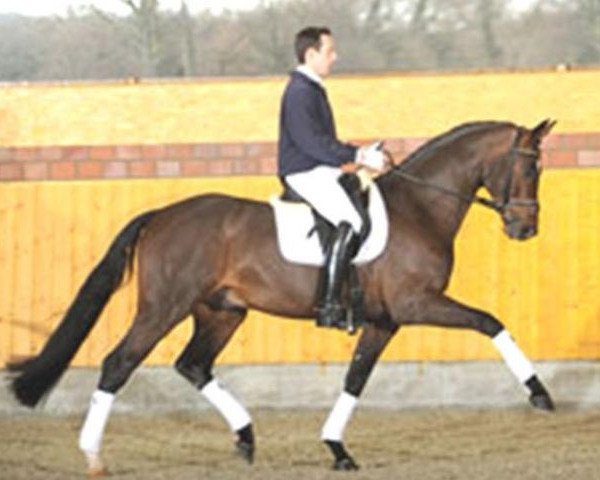 dressage horse Special Gold (Oldenburg, 2004, from Sandro Hit)