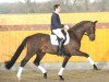 dressage horse Special Gold (Oldenburg, 2004, from Sandro Hit)