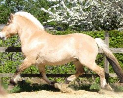 stallion Kvirlo (Fjord Horse, 1999, from Kvest Halsnæs)