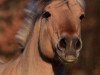 stallion Janko (Fjord Horse, 1991, from Jon Halsnæs)