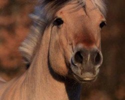 stallion Janko (Fjord Horse, 1991, from Jon Halsnæs)