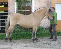 stallion Jarn (Fjord Horse, 1992, from Jon Halsnæs)