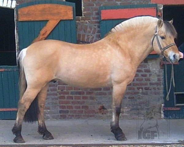 stallion Jannik Gærum (Fjord Horse, 1988, from Plutonikk)