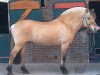 stallion Jannik Gærum (Fjord Horse, 1988, from Plutonikk)