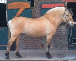 stallion Jannik Gærum (Fjord Horse, 1988, from Plutonikk)