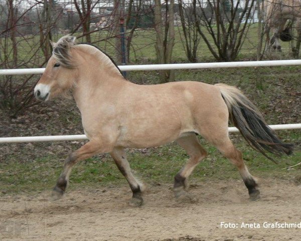 broodmare Conja (Fjord Horse, 1997, from Ohlsen)