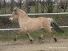 broodmare Conja (Fjord Horse, 1997, from Ohlsen)