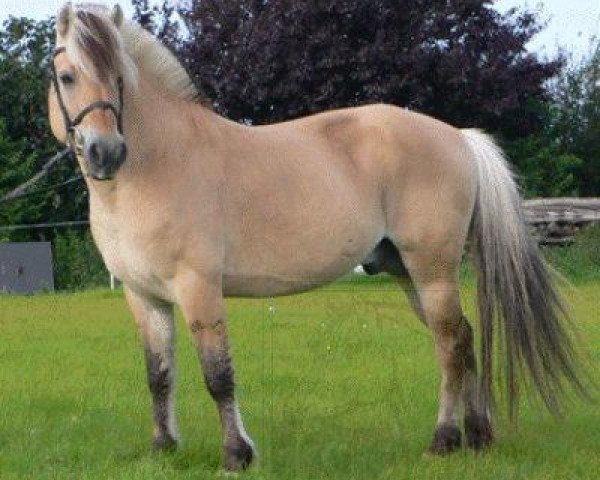 stallion Jesco (Fjord Horse, 1989, from Jon Halsnæs)