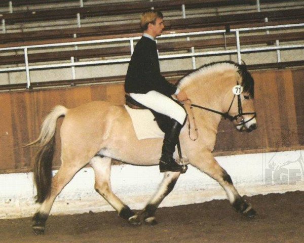 stallion Jöran (Fjord Horse, 1993, from Jon Halsnæs)