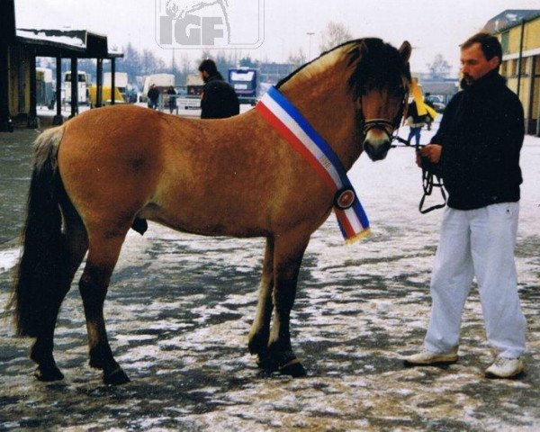 stallion Joern (Fjord Horse, 1991, from Jon Halsnæs)