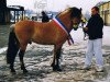 stallion Joern (Fjord Horse, 1991, from Jon Halsnæs)