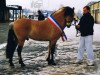 Deckhengst Joern (Fjordpferd, 1991, von Jon Halsnæs)