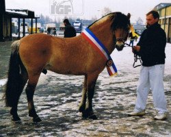 Deckhengst Joern (Fjordpferd, 1991, von Jon Halsnæs)