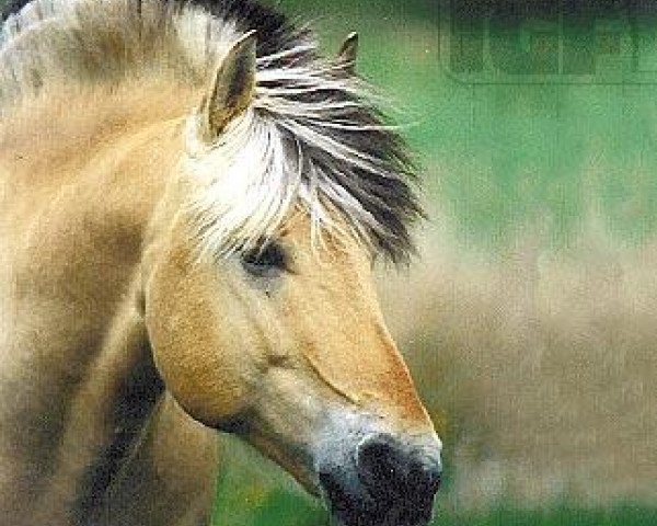 stallion Jokke (Fjord Horse, 1989, from Jon Halsnæs)