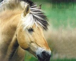 stallion Jokke (Fjord Horse, 1989, from Jon Halsnæs)