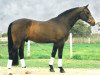 stallion Falkland Victory (Australian Wamblood,  , from Falkland)