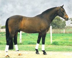 stallion Falkland Victory (Australian Wamblood,  , from Falkland)