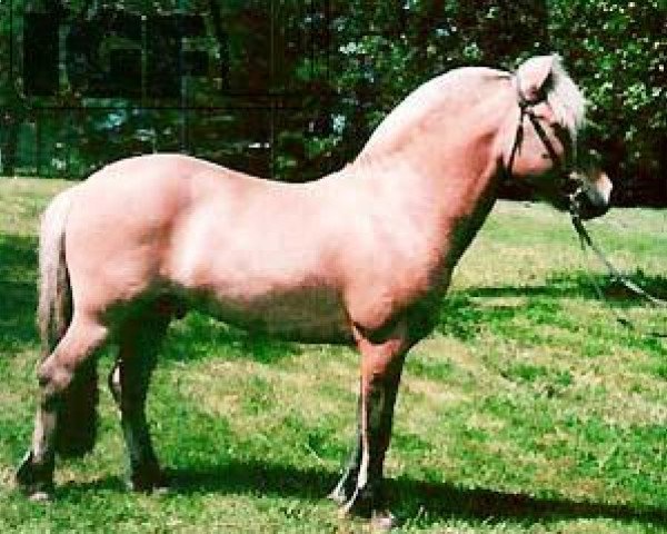 horse Igor (Rhinelander, 1990, from Illiano)