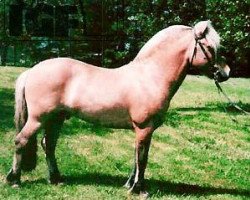 horse Igor (Fjord Horse, 1990, from Illiano)