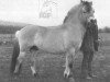 stallion Ilde Prins (Fjord Horse, 1968, from Infant)