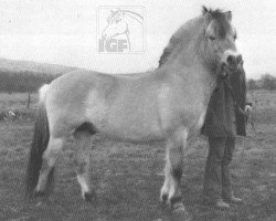 stallion Ilde Prins (Fjord Horse, 1968, from Infant)