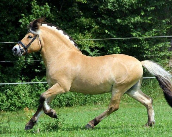stallion Illco (Fjord Horse, 1999, from Illiano)