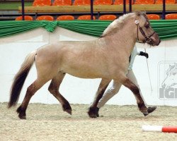 Pferd Iloy (Fjordpferd, 2005, von Isidor)