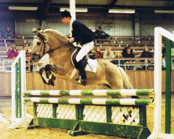 stallion Imbus (Fjord Horse, 1988, from Imre)