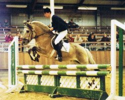 stallion Imbus (Fjord Horse, 1988, from Imre)