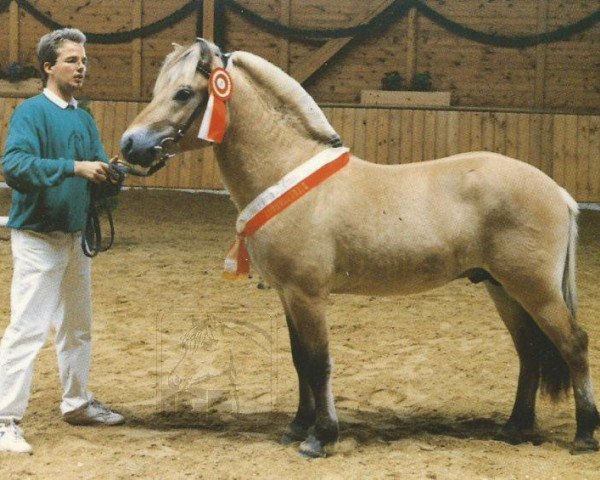 stallion Inco (Fjord Horse, 1993, from Illiano)