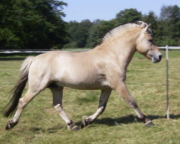 stallion Inderk (Fjord Horse, 2002, from Ibsen)